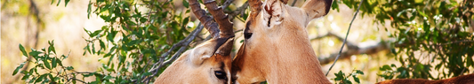 Two Canvas tote bags with the tag line "Let them Run Wild" and antlers representing wildlife drawn around it